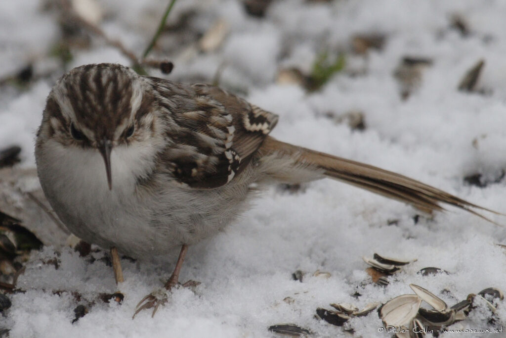 Short-toed Treecreeper