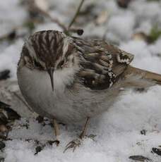 Short-toed Treecreeper