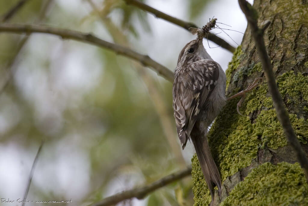 Short-toed Treecreeperadult breeding, feeding habits