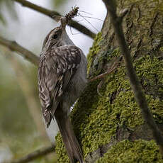 Short-toed Treecreeper