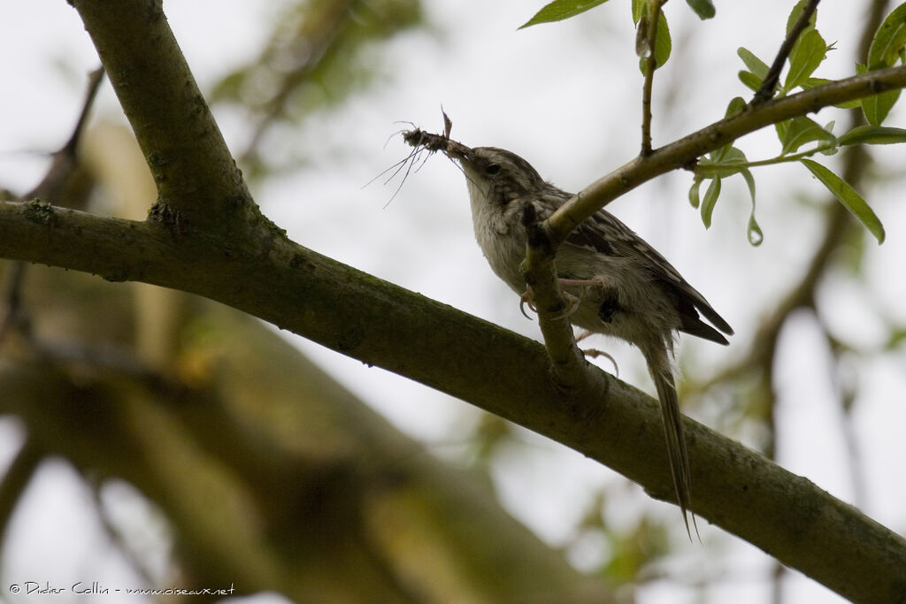 Short-toed Treecreeper