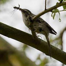 Short-toed Treecreeper