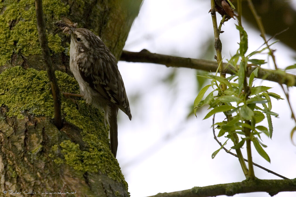 Short-toed Treecreeper, identification