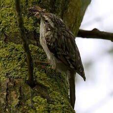 Short-toed Treecreeper