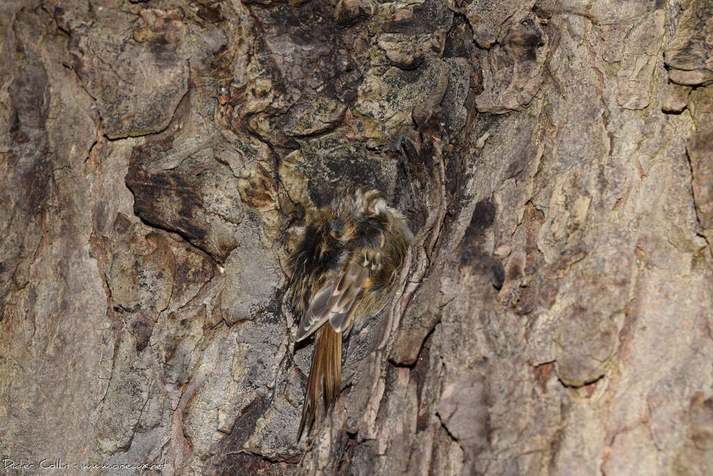 Grimpereau des jardins, camouflage, Comportement