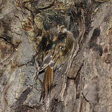 Short-toed Treecreeper