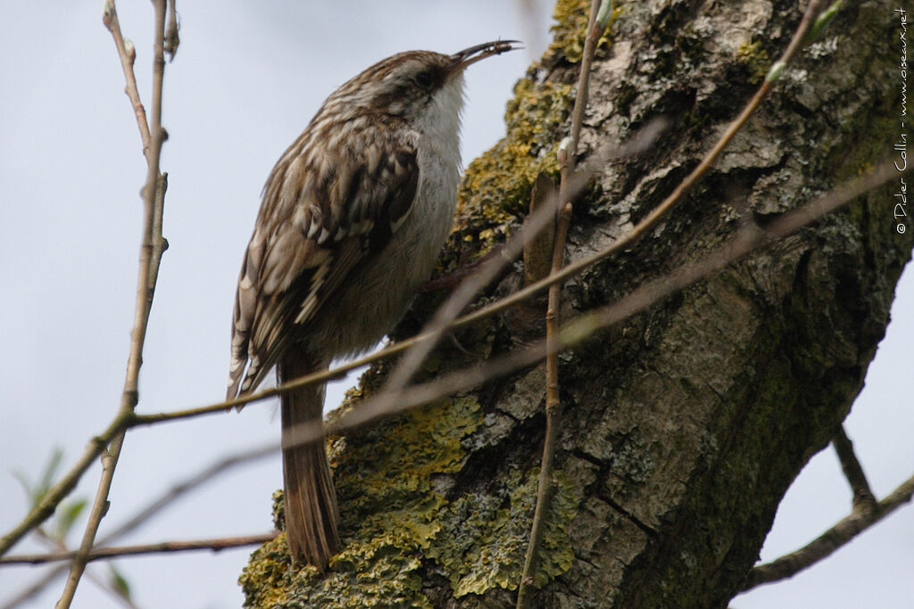 Short-toed Treecreeper