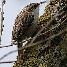 Short-toed Treecreeper