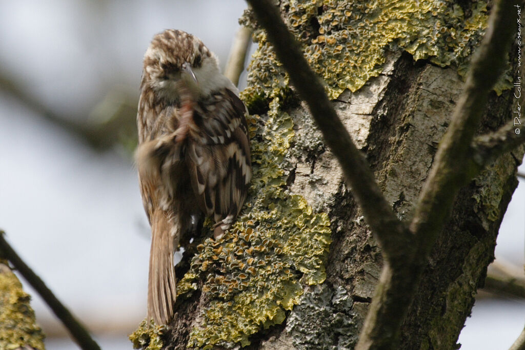 Short-toed Treecreeper