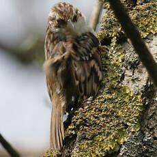 Short-toed Treecreeper