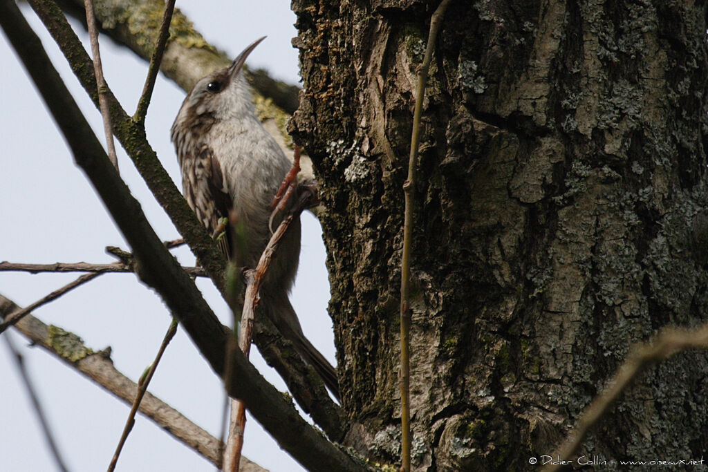 Short-toed Treecreeper