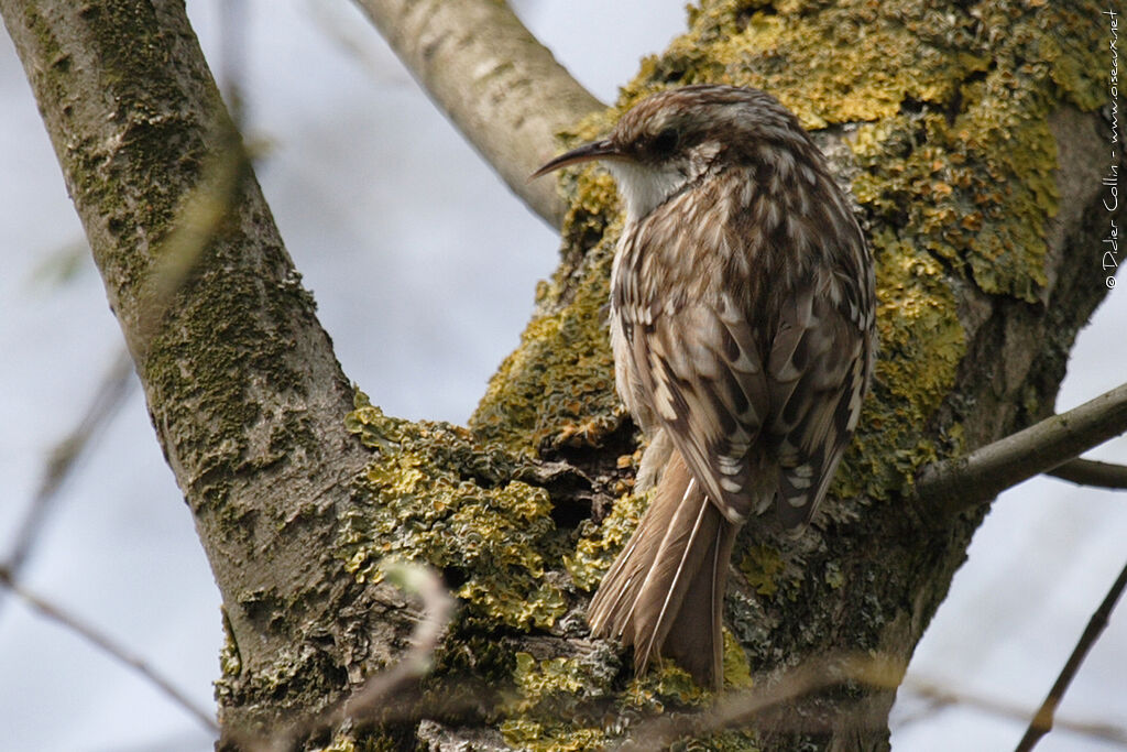 Short-toed Treecreeper, identification