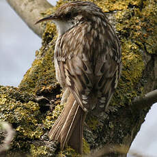 Short-toed Treecreeper