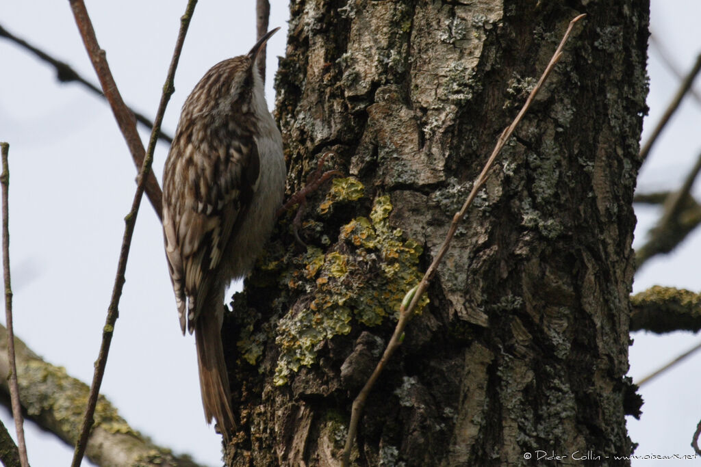 Short-toed Treecreeper