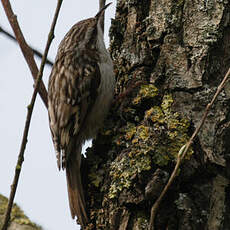 Short-toed Treecreeper