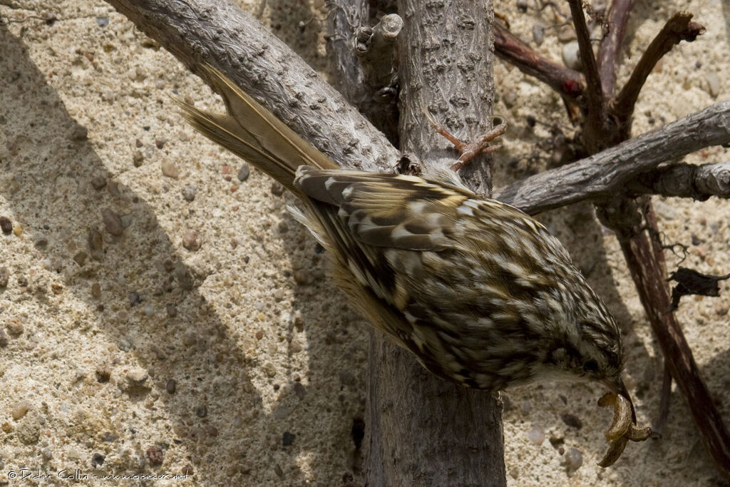 Short-toed Treecreeperadult, feeding habits, Reproduction-nesting, Behaviour