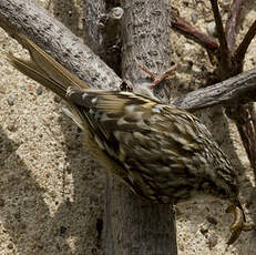 Short-toed Treecreeper