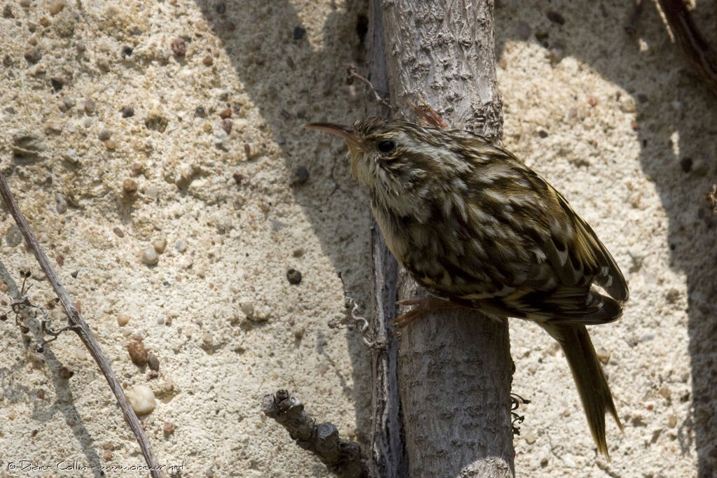 Short-toed Treecreeper male adult breeding