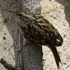 Short-toed Treecreeper