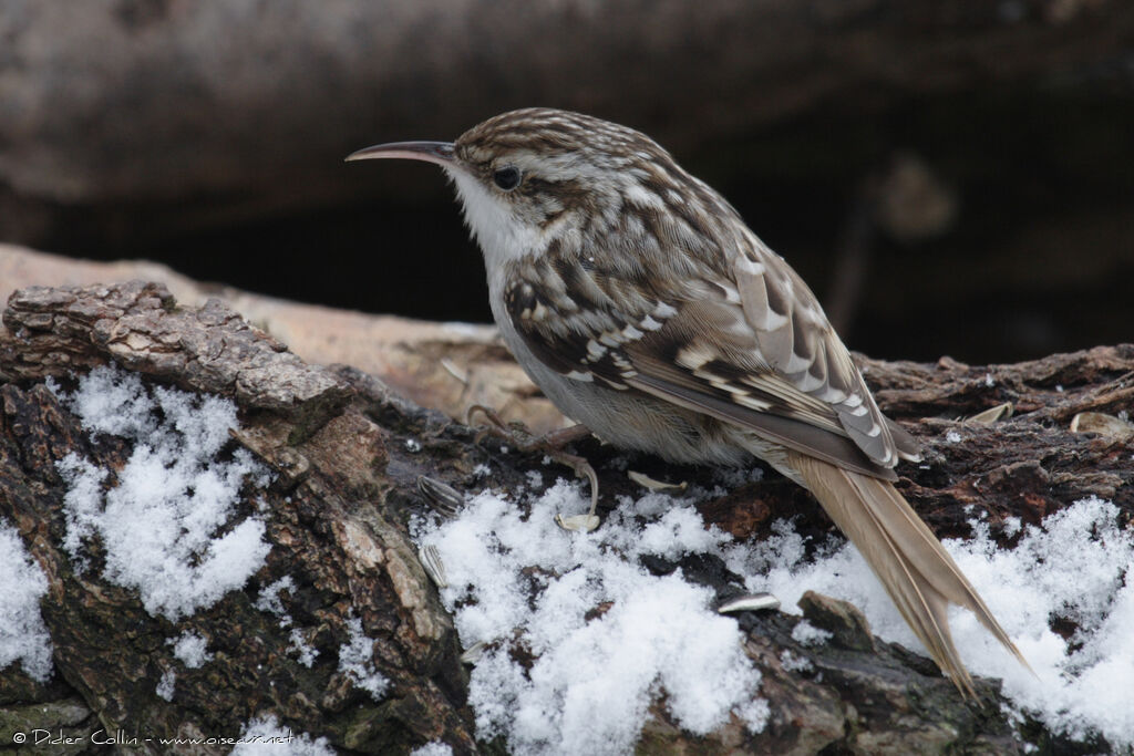 Short-toed Treecreeperadult post breeding, identification