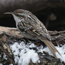 Short-toed Treecreeper