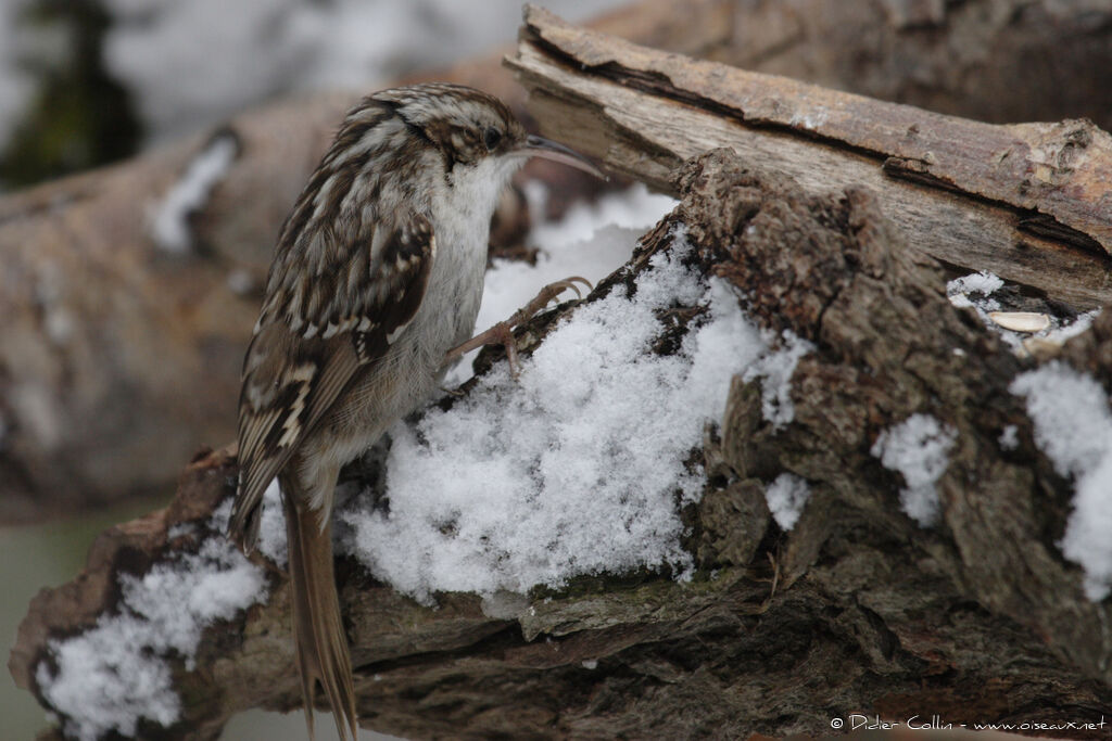 Short-toed Treecreeper