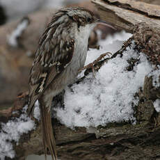 Short-toed Treecreeper