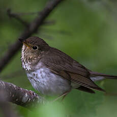 Swainson's Thrush