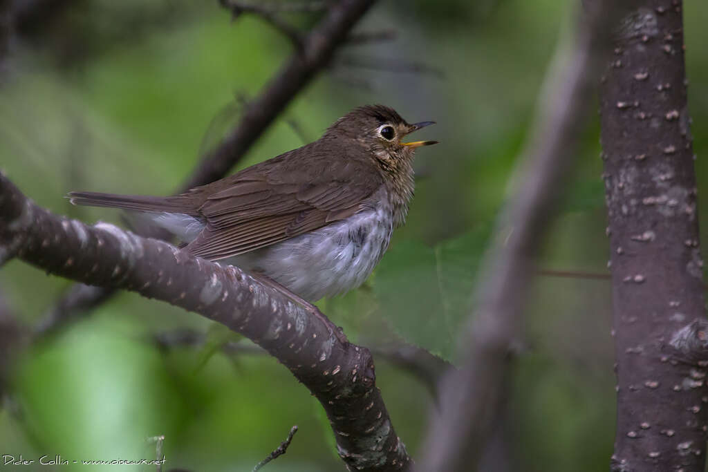 Swainson's Thrush male adult breeding, song