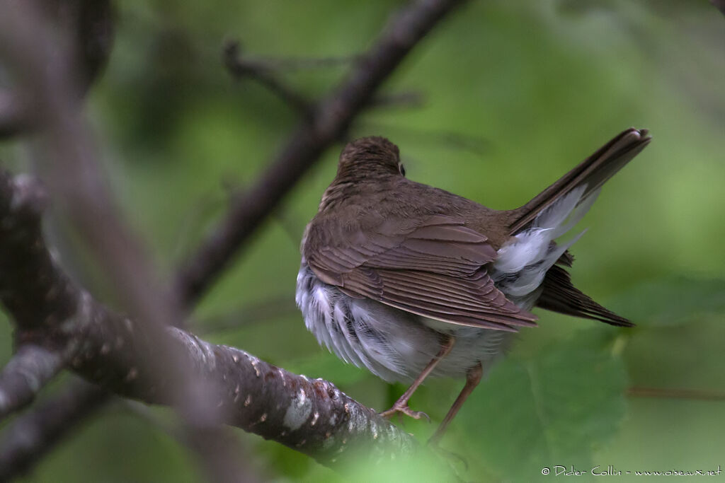 Swainson's Thrush