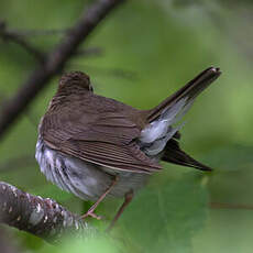 Swainson's Thrush