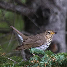 Swainson's Thrush