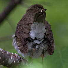 Swainson's Thrush