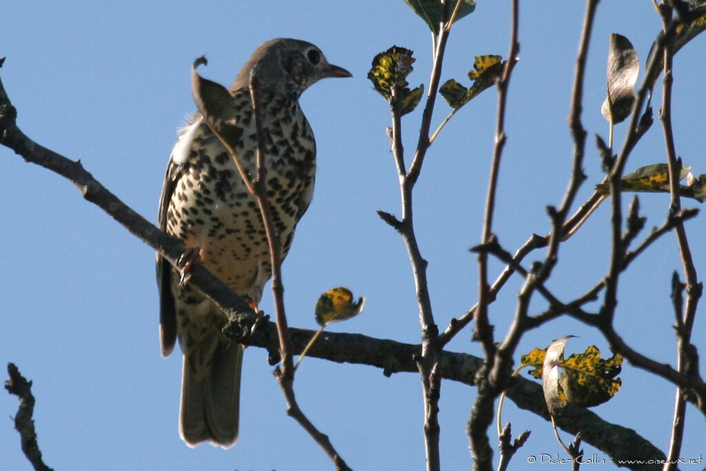 Mistle Thrush