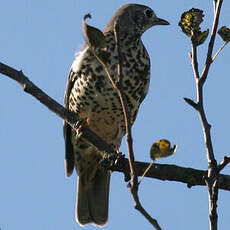 Mistle Thrush