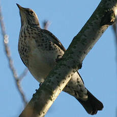 Fieldfare