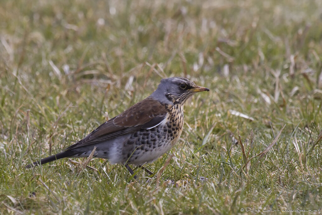 Fieldfare, identification