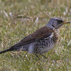 Fieldfare