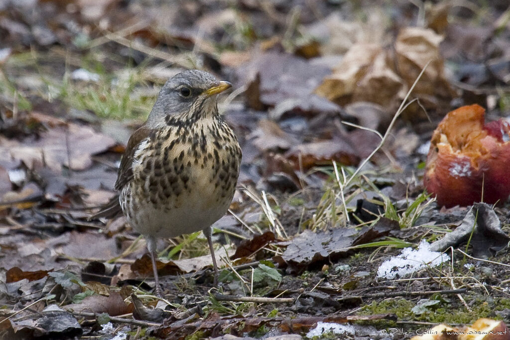 Grive litorne, identification