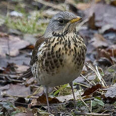 Fieldfare