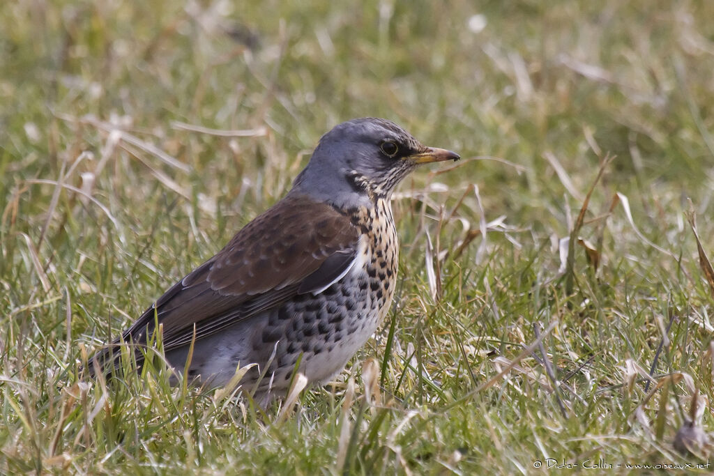 Fieldfare