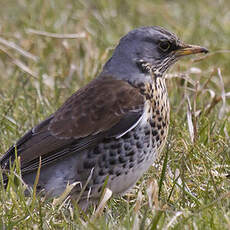 Fieldfare