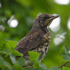 Fieldfare