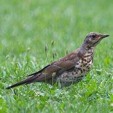 Fieldfare