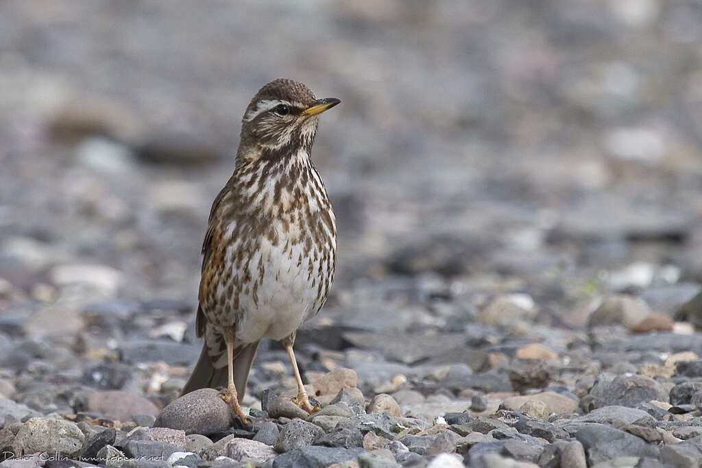 Redwingadult, identification