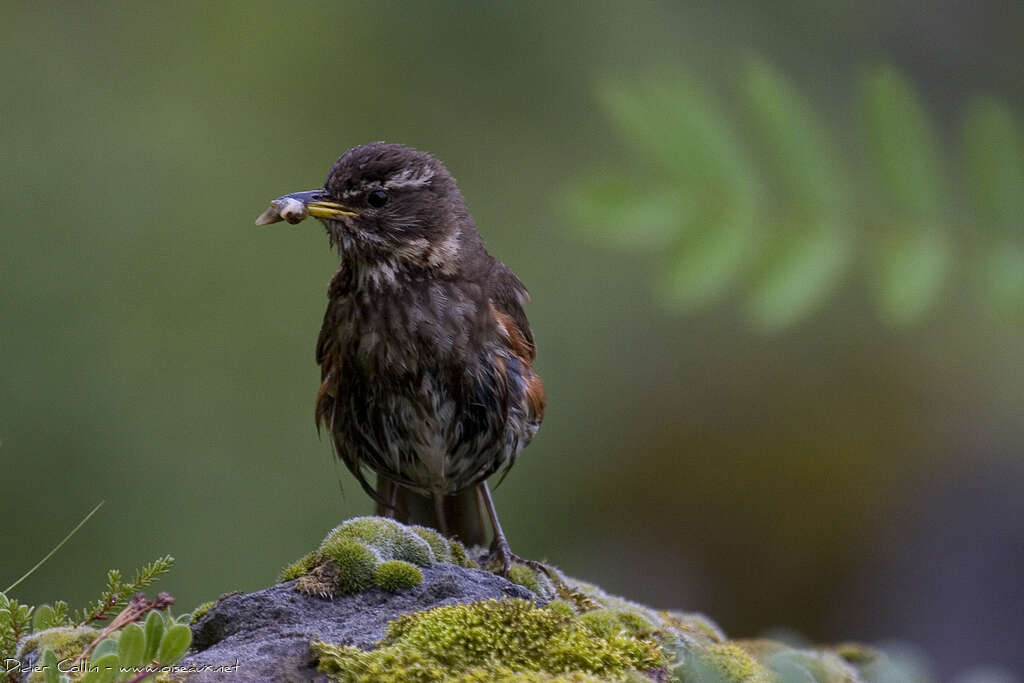 Redwing, feeding habits