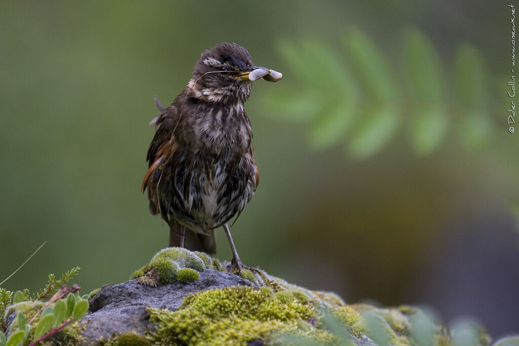 Grive mauvis, identification