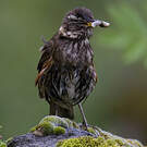 Grive mauvis