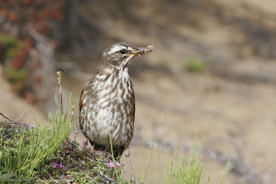 Redwing, feeding habits, Reproduction-nesting