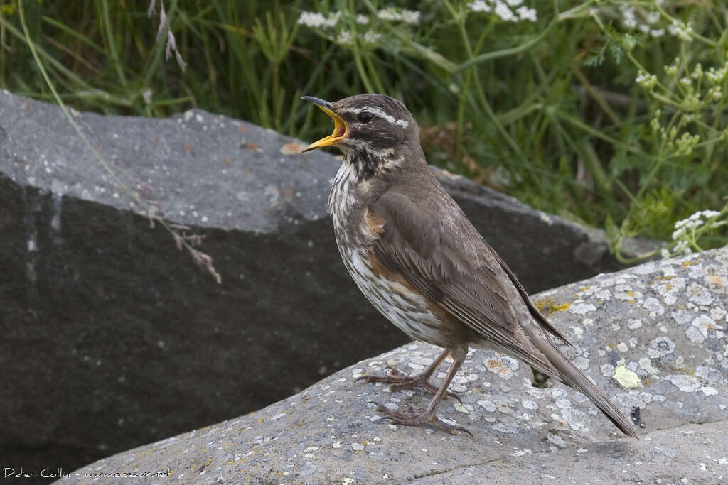 Redwingadult, aspect, song, Behaviour